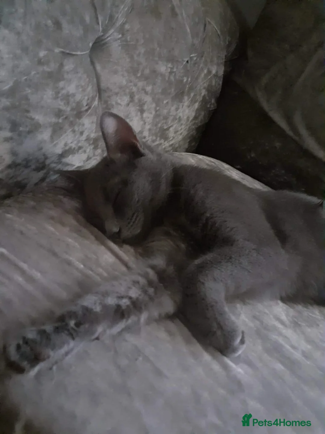 Russian Blue cats for sale: Russian blue kittens in Huddersfield - Advert 4