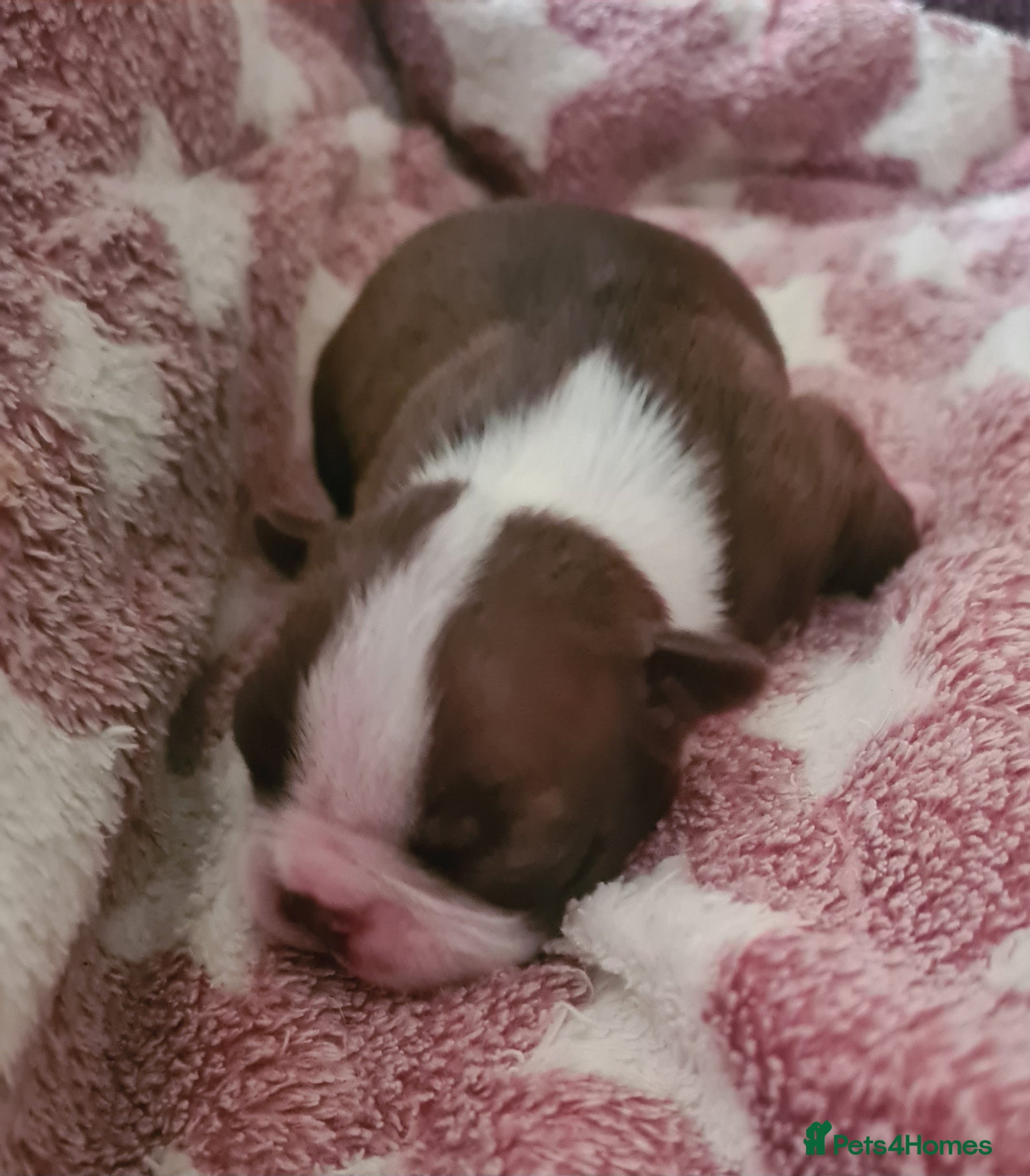 Boston Terrier dogs Boston terrier puppies  - Advert 2