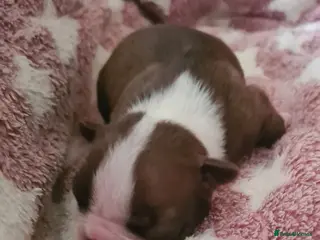 Boston Terrier dogs Boston terrier puppies - Advert 7