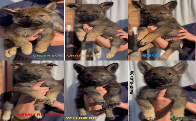 German Shepherd dogs - Advert 3