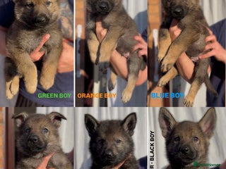 German Shepherd dogs - Advert 3