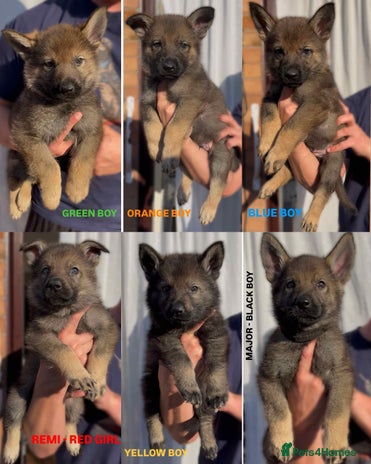German Shepherd dogs - Advert 15
