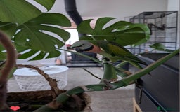 Parakeets birds for sale: Moustache parrot - Image 1