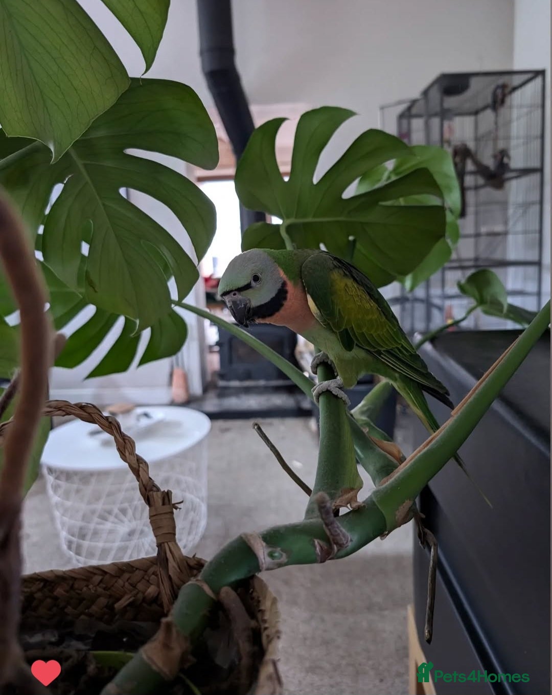 Parakeets birds for sale: Moustache parrot - Image 1