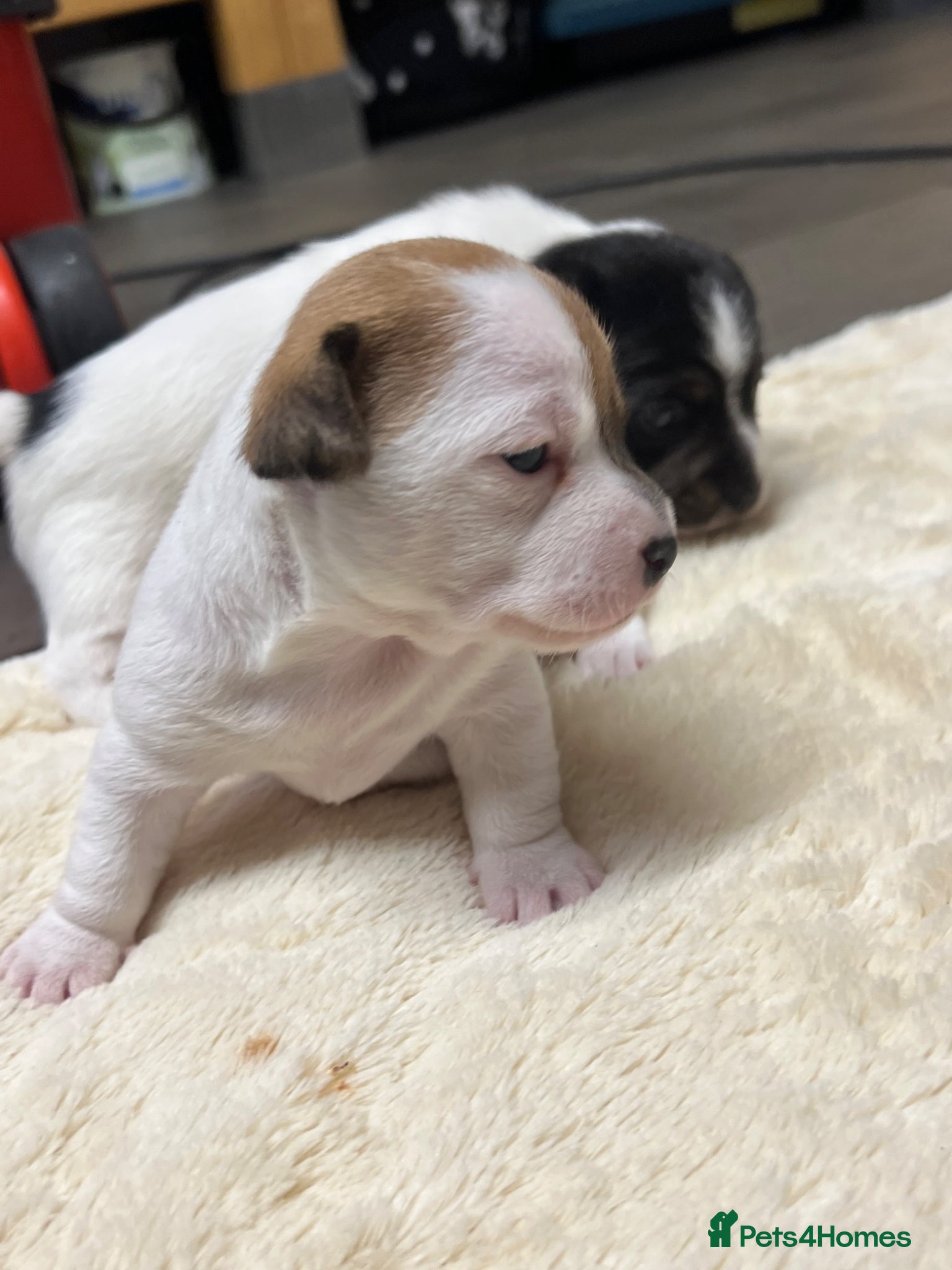 Jack Russell dogs Lovely chunky jack Russell’s  - Advert 2