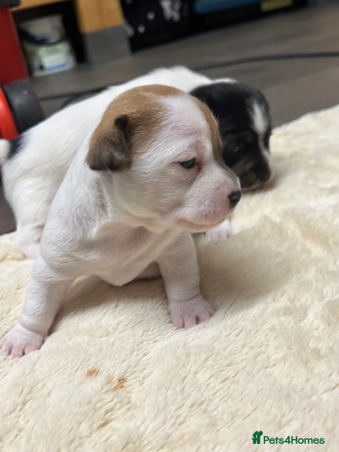 Jack Russell dogs for sale: Lovely chunky jack Russell’s  - Advert 1
