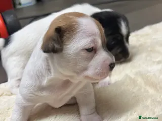 Jack Russell dogs Lovely chunky jack Russell’s - Advert 2