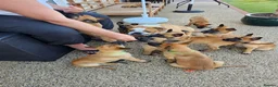 Belgian Shepherd Dog dogs for sale: 2 Belgian Malinois female pups - Advert 3