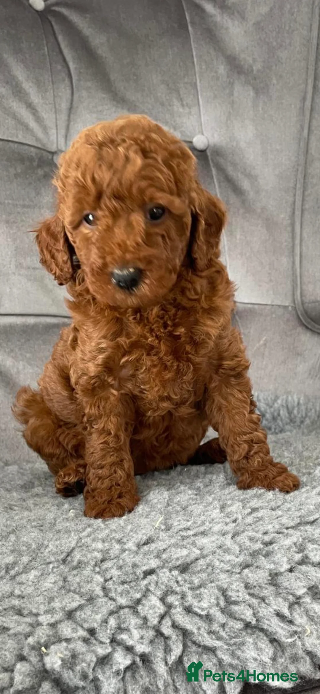 Miniature Poodle dogs for stud: EXTENSIVELY HEALTH TESTED POODLE FOR STUD - Advert 12