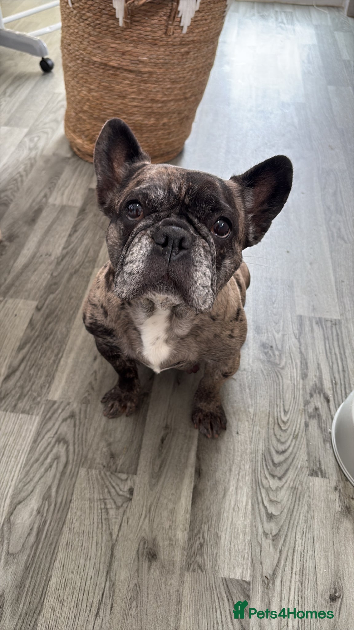 French Bulldog dogs for sale: Frenchie pups for sale! in Liverpool - Advert 1