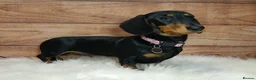Miniature Dachshund dogs for sale: Miniature Dachshund Black & Tan Female.   in Goole - Advert 5