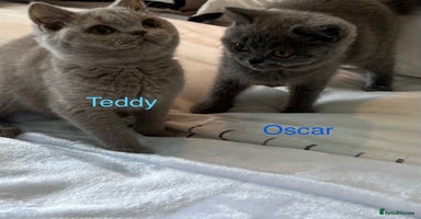 British Shorthair cats - Advert 4