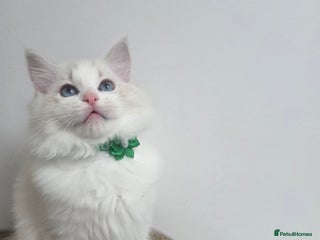 Ragdoll cats 💕GCCF registered ragdoll kittens💕 - Advert 18