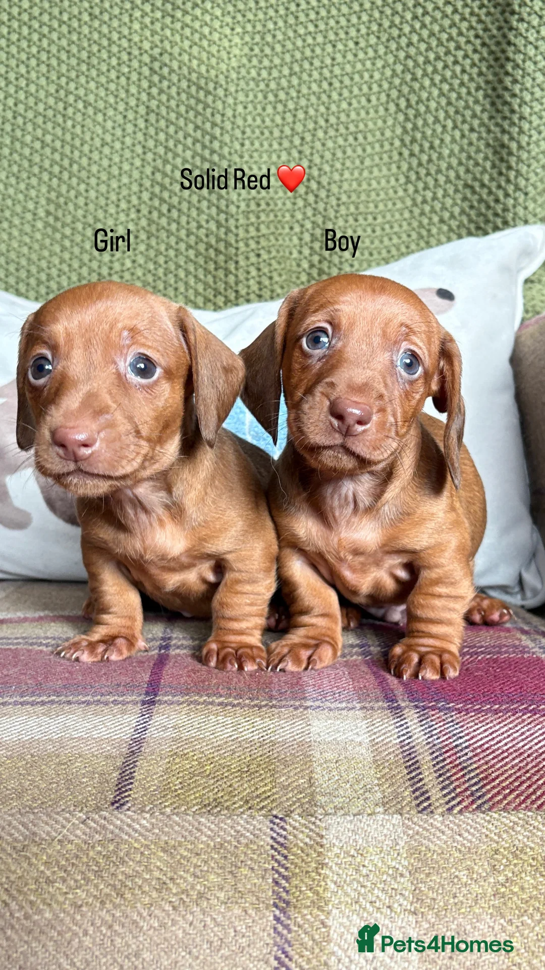 Miniature Dachshund dogs for sale: SMOOTH HAIRED MINIATURE DACHSHUNDS🖤 - Advert 17
