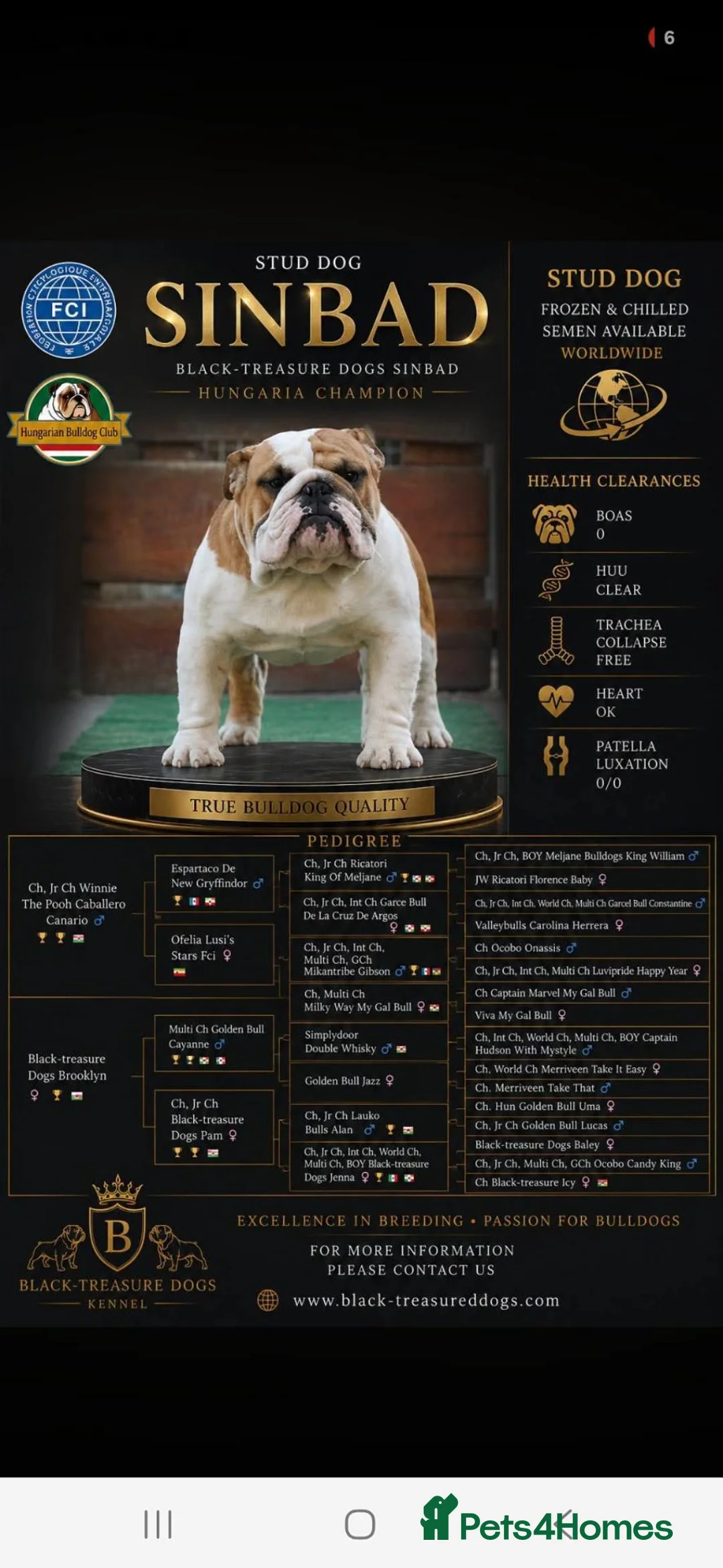 English Bulldog dogs for stud: Hungarian champion top quality male at stud - Advert 1