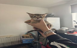 Tibetan cats for sale: 4 female kittens ready for new homes - Image 6
