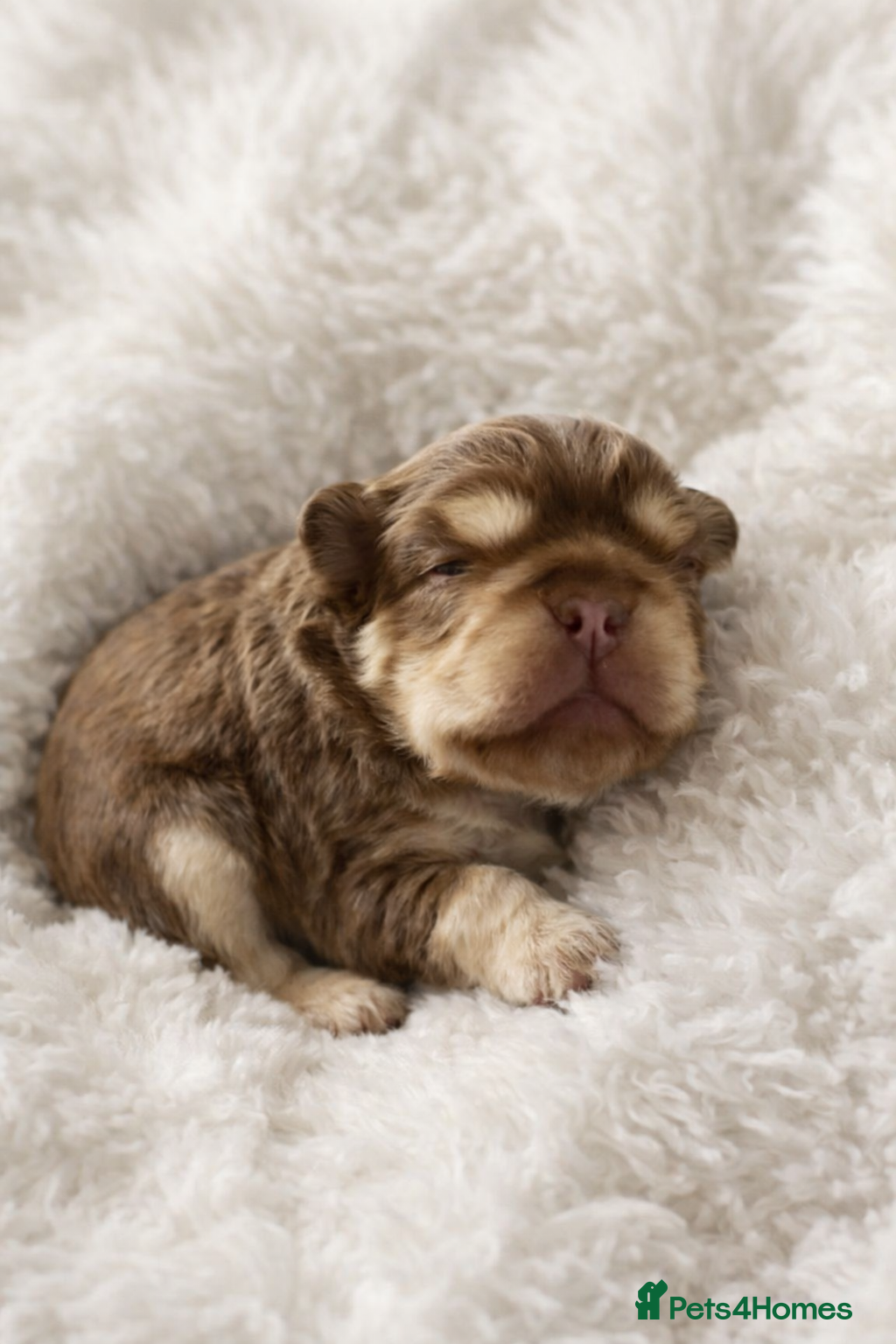 French Bulldog dogs French bulldog fluffy pup - Advert 16