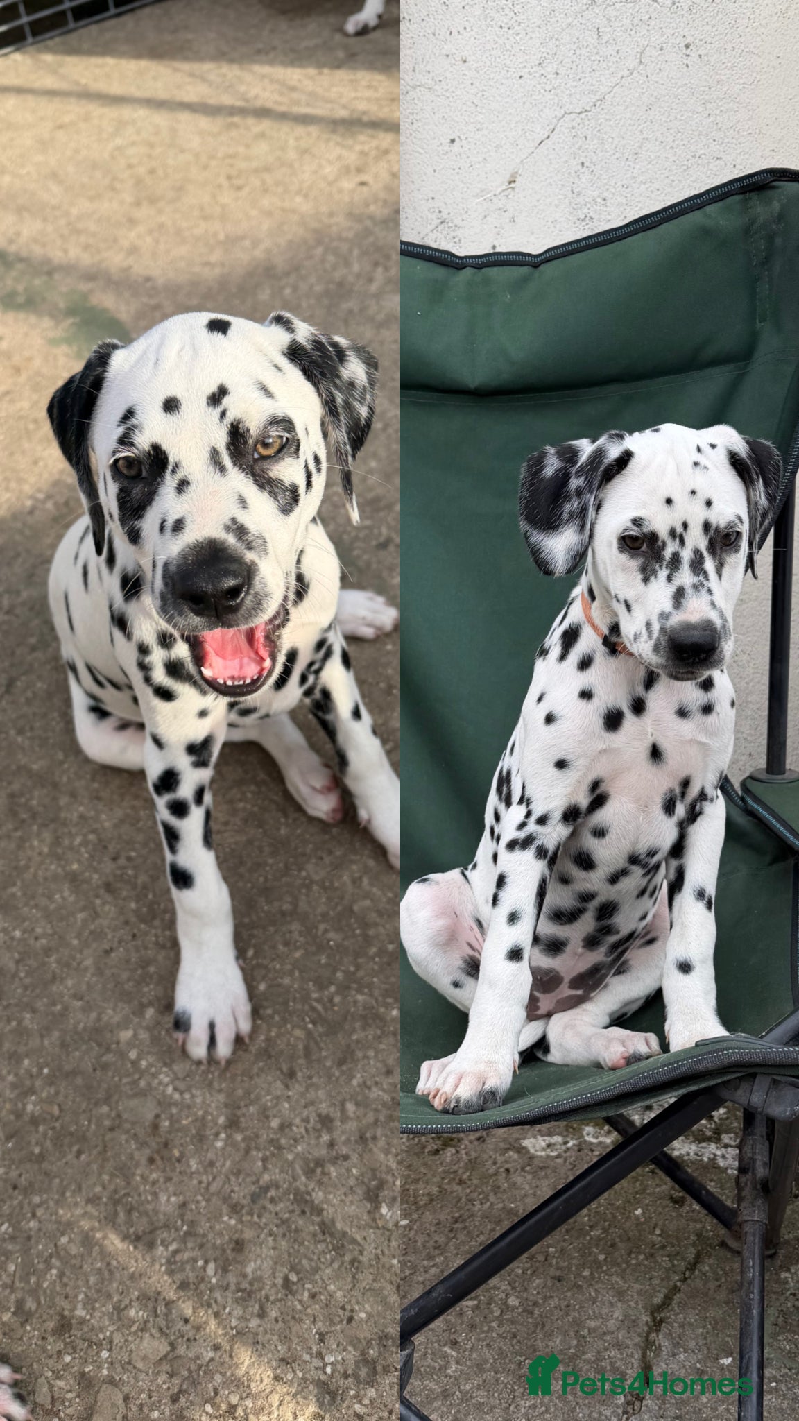 Dalmatian dogs KC Dalmatian pups - ready to leave! Last ones 🖤 - Advert 8