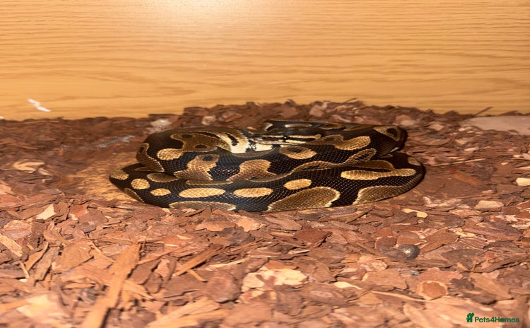 Snake reptiles Royal ball python ( orange dream) - Advert 2