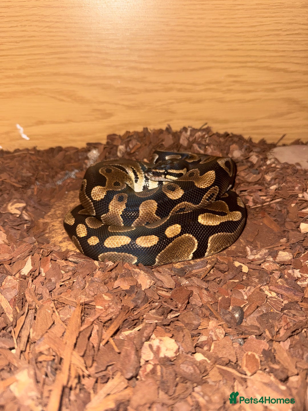 Snake reptiles for sale: Royal ball python ( orange dream) - Advert 1