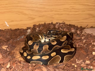 Snake reptiles Royal ball python ( orange dream) - Advert 2