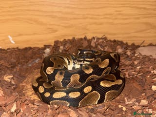 Snake reptiles Royal ball python ( orange dream) - Advert 4