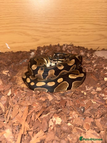 Snake reptiles Royal ball python ( orange dream) - Advert 1