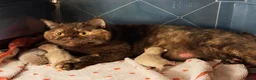 British Longhair cats for sale: 2 Beautiful British Longhair boys  - Advert 4