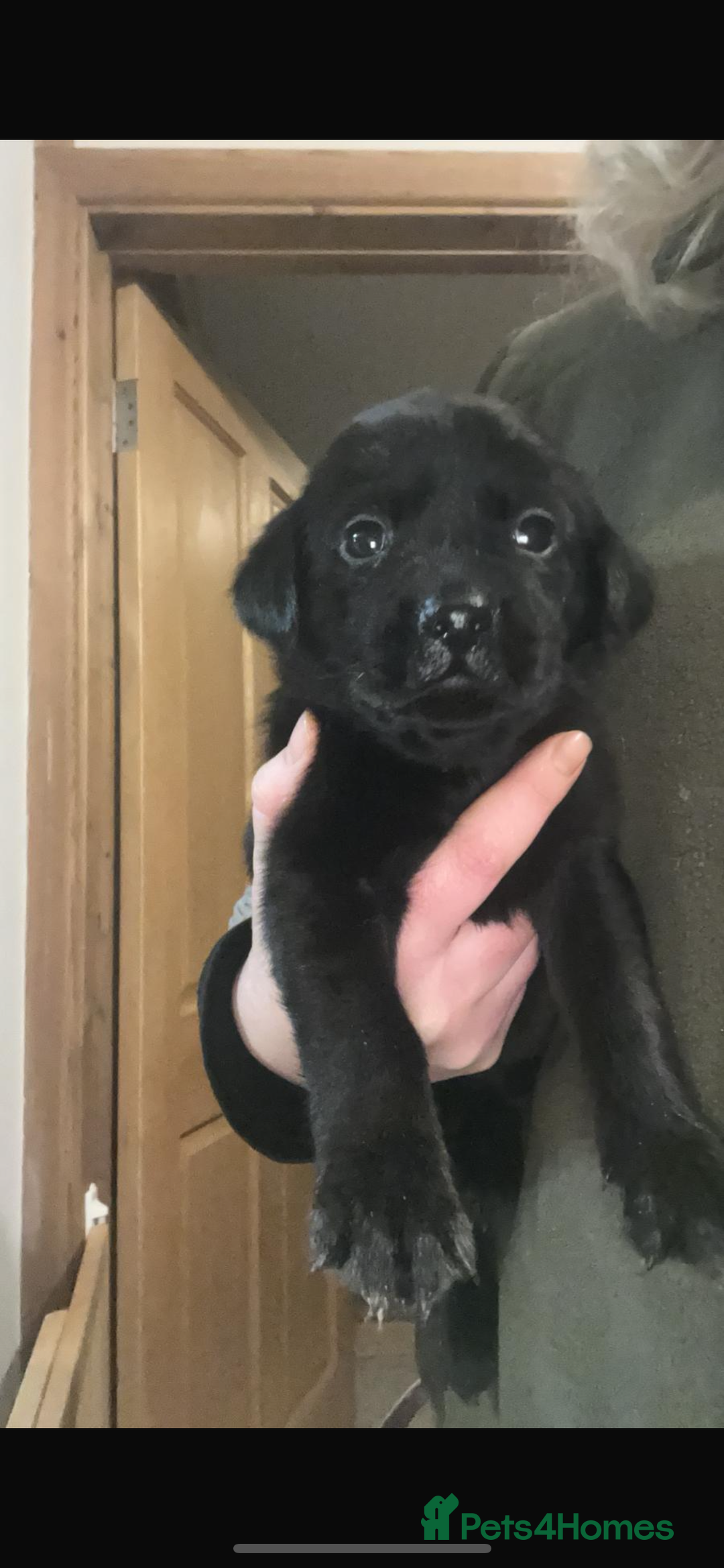 Labrador Retriever dogs for sale: Black Labrador pups  - Advert 12