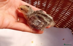 Quail poultry for sale: Snowflake Bobwhite Quail Chicks ~ Various Ages - Image 18