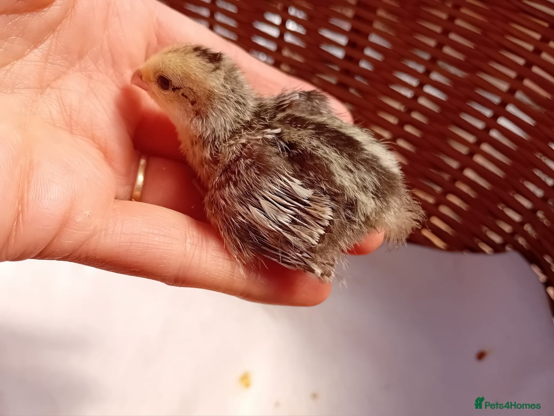 Quail poultry for sale: Snowflake Bobwhite Quail Chicks ~ Various Ages - Image 18