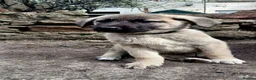 Turkish Kangal dogs for sale: TURKISH KANGAL PUPPIES! - Advert 4