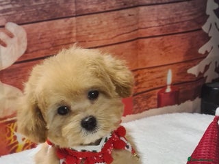 Maltipoo dogs in Luton - Advert 11