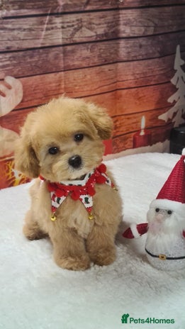 Maltipoo dogs in Luton - Advert 1