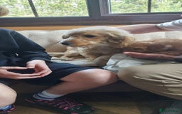 Cavachon dogs for sale: Cavapoochon Boy 16 wks old - Image 2