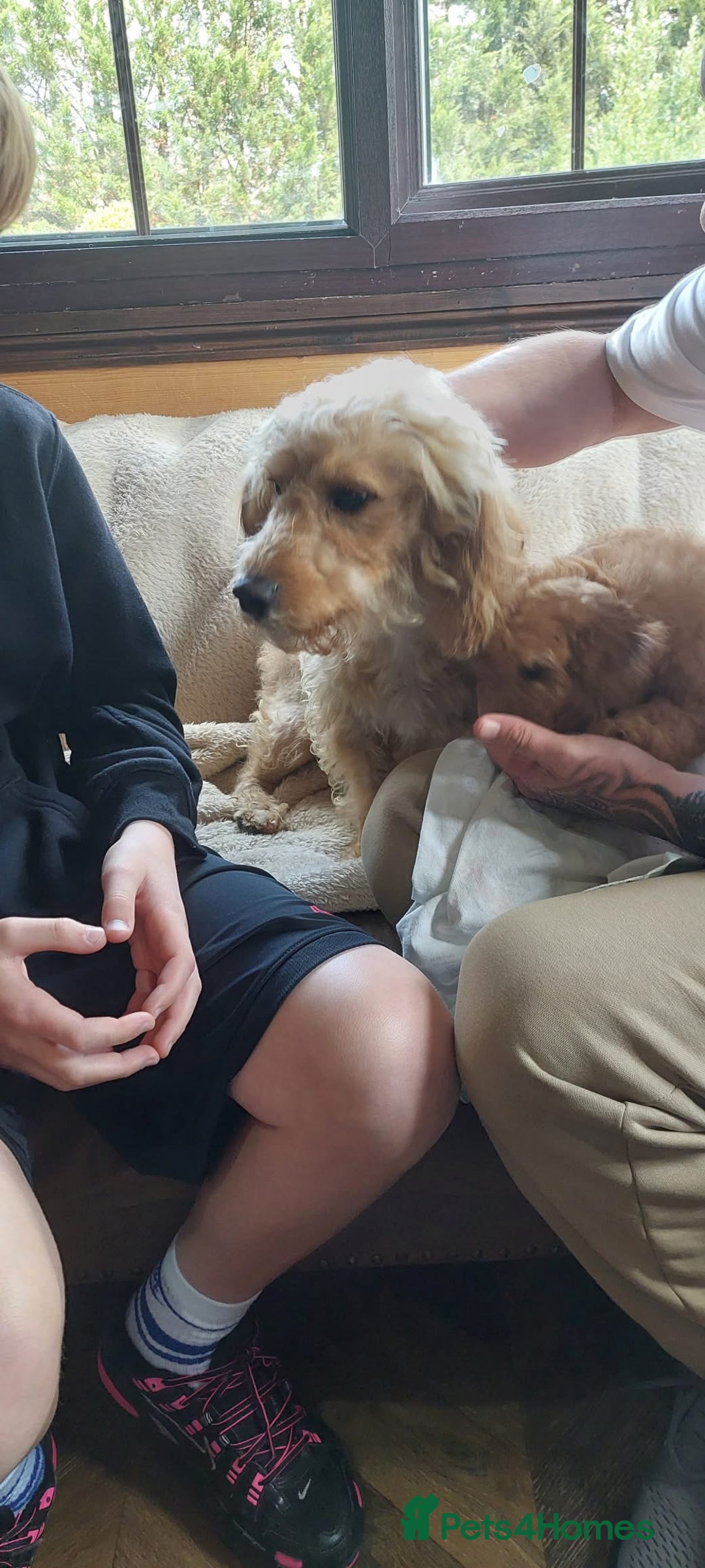 Cavachon dogs for sale: Cavapoochon Boy 16 wks old - Image 2