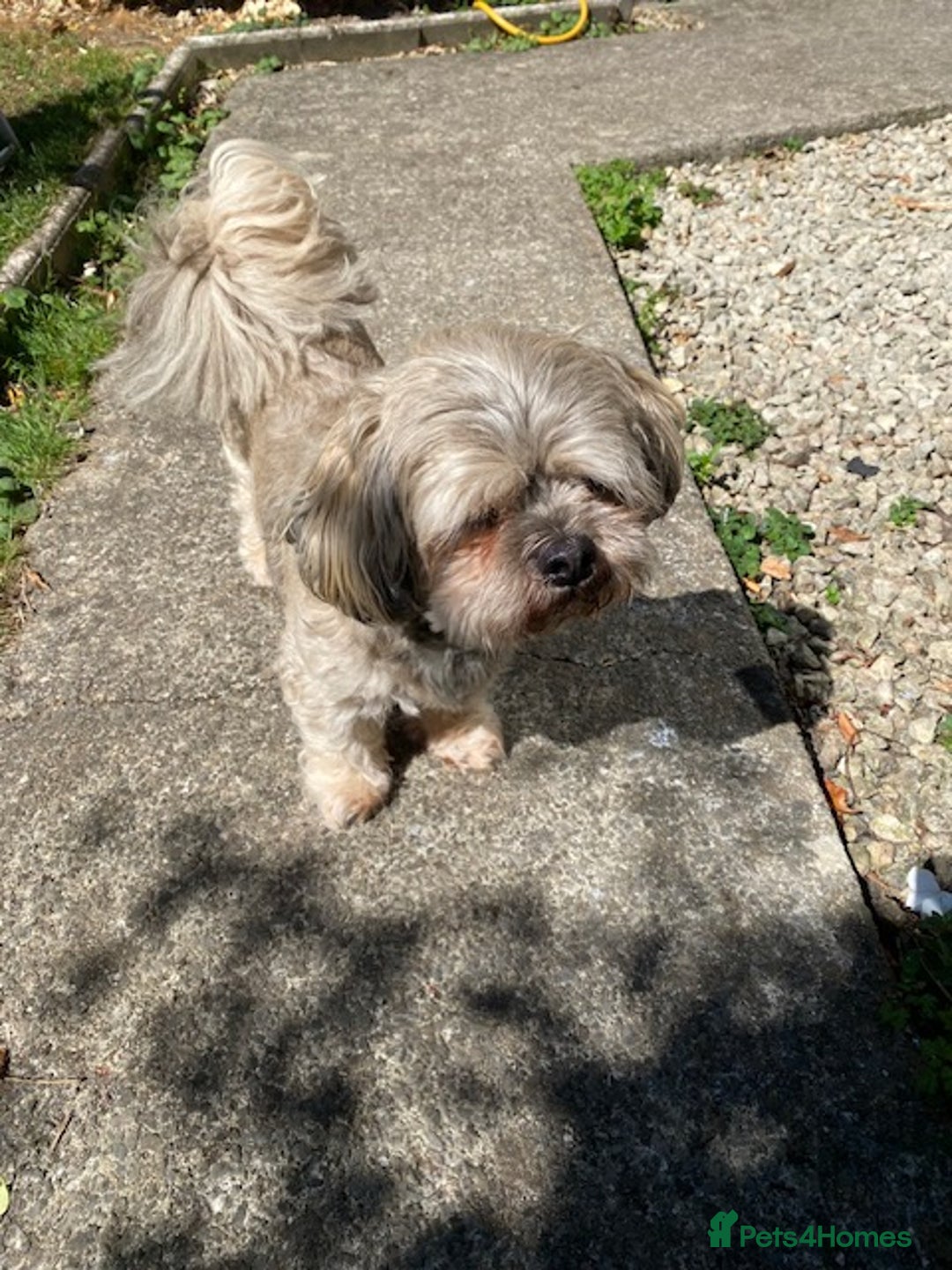 Bichon Frise dogs for sale: 💛Shih Tzu & Bichon Frise, 12 years old) 💛 - Image 2