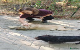 Mixed Breed dogs for adoption: 🐾 WINNIE - a Lovely young Girl, for a Loving Home - Image 23