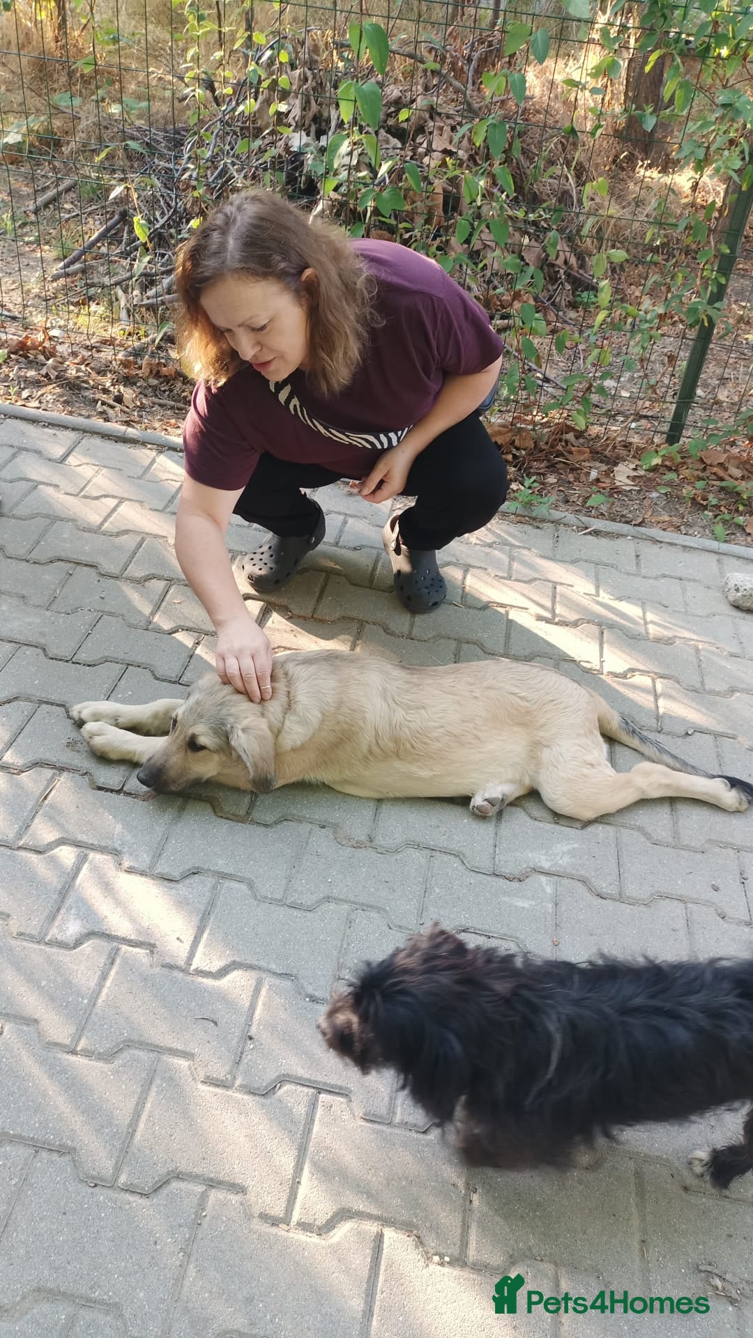 Mixed Breed dogs for adoption: 🐾 WINNIE - a Lovely young Girl, for a Loving Home - Image 23