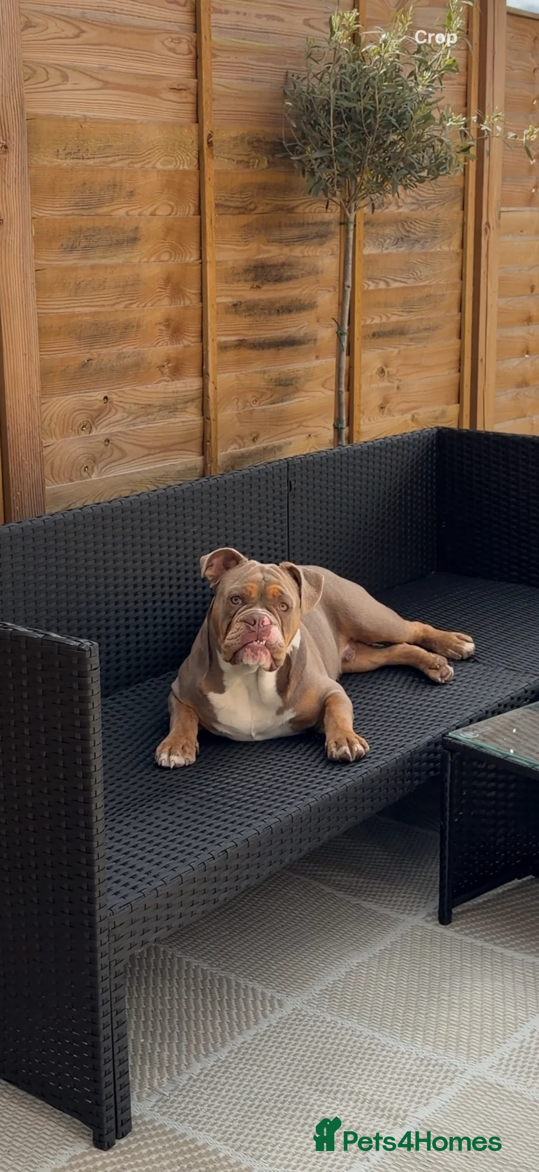 English Bulldog dogs for sale: English Bulldog male puppy in Felixstowe - Advert 1