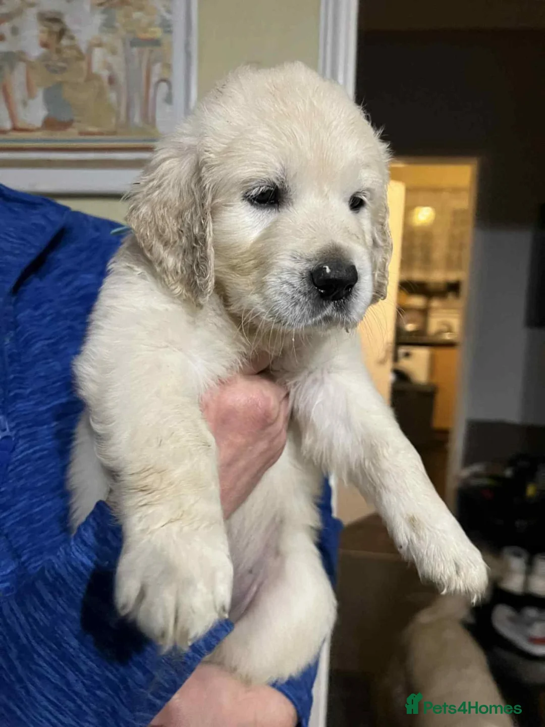 Golden Retriever dogs for stud: 🐾 Proven Golden Retriever Stud Available 🐾 - Advert 12