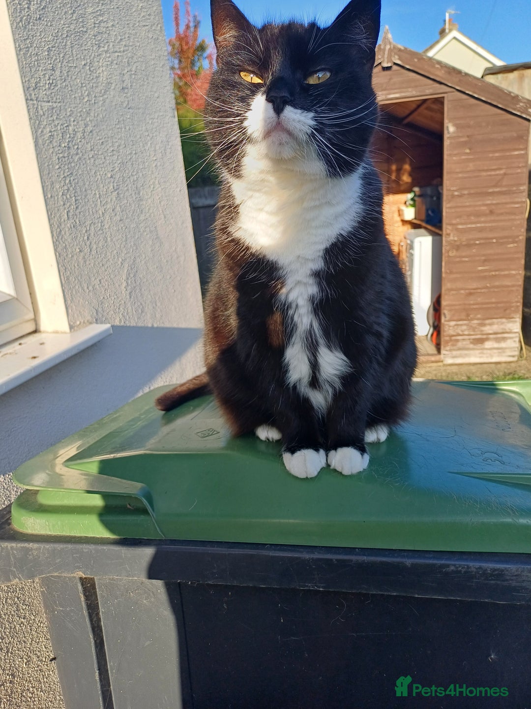 Domestic Shorthair cats for sale: 6 year old Black & White Female Cat - Image 1