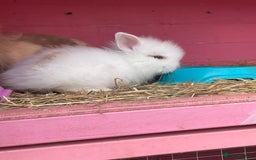 Lionhead rabbits for sale: 2 male left. 6 females  - Image 11