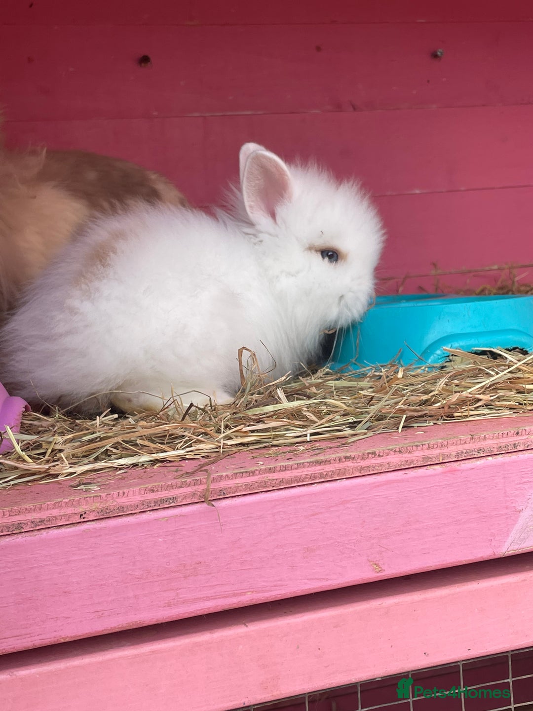 Lionhead rabbits for sale: 2 male left. 6 females  - Image 11