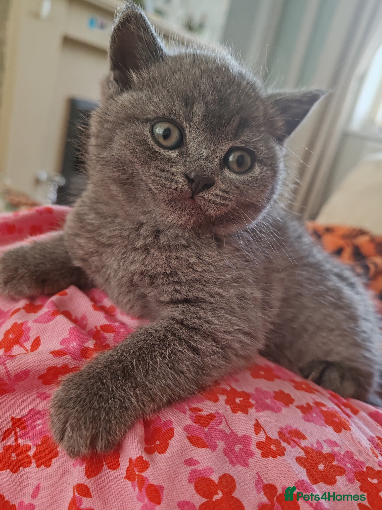 British Shorthair cats X2 Female British shorthair kittens  - Advert 4