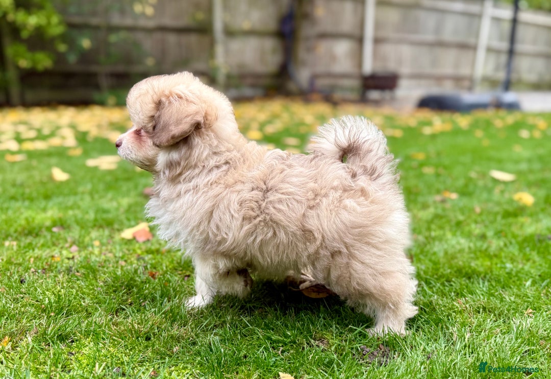 Mixed Breed dogs for sale: Adorable Pomapoo puppies- ready soon - Advert 7