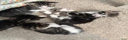 American Shorthair cats for sale: 4 Beautiful American Shorthair Kittens  - Advert 2