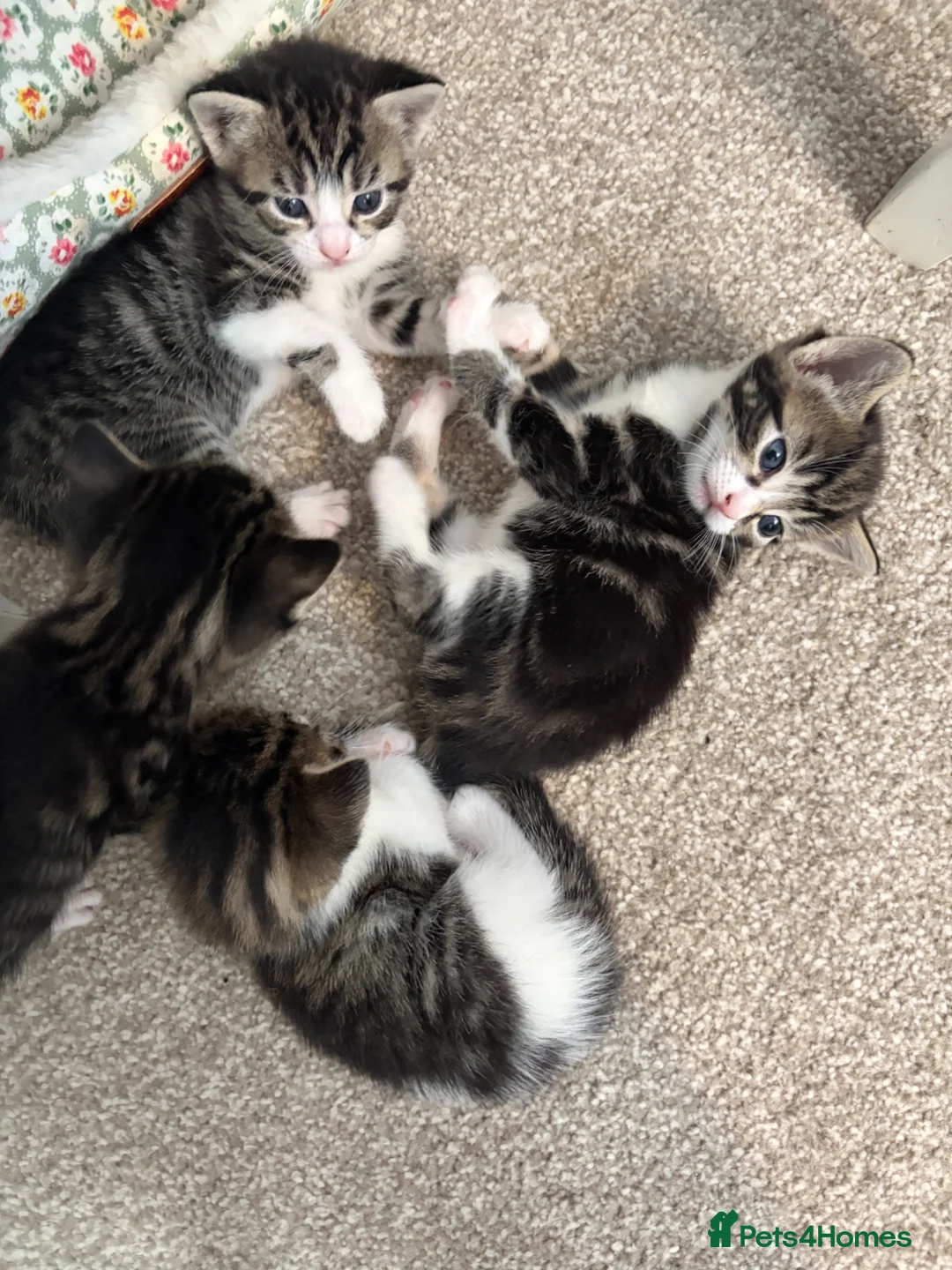 American Shorthair cats for sale: 4 Beautiful American Shorthair Kittens  - Advert 2