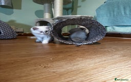 Ragdoll cats for sale: Adorable ragdoll kittens - Image 25