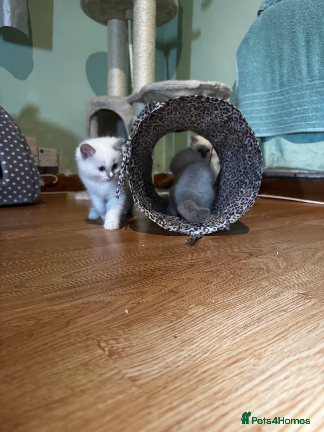 Ragdoll cats for sale: Adorable ragdoll kittens - Image 25